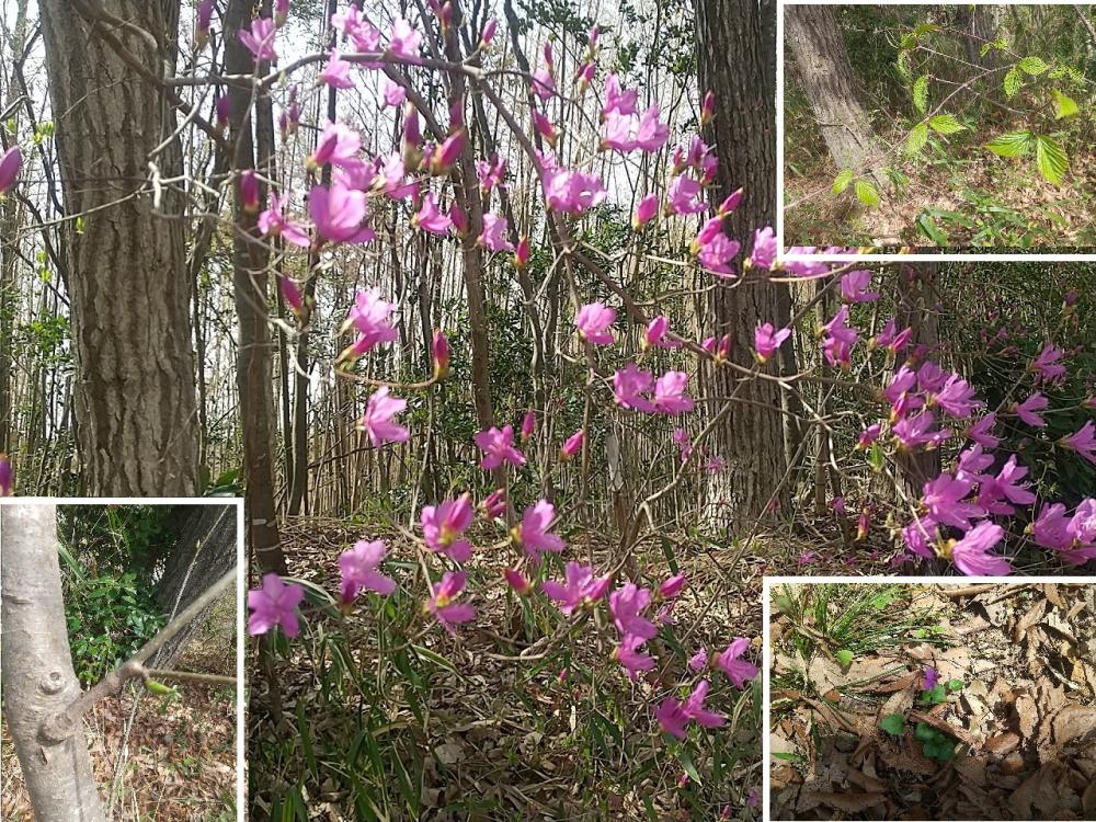 春の花