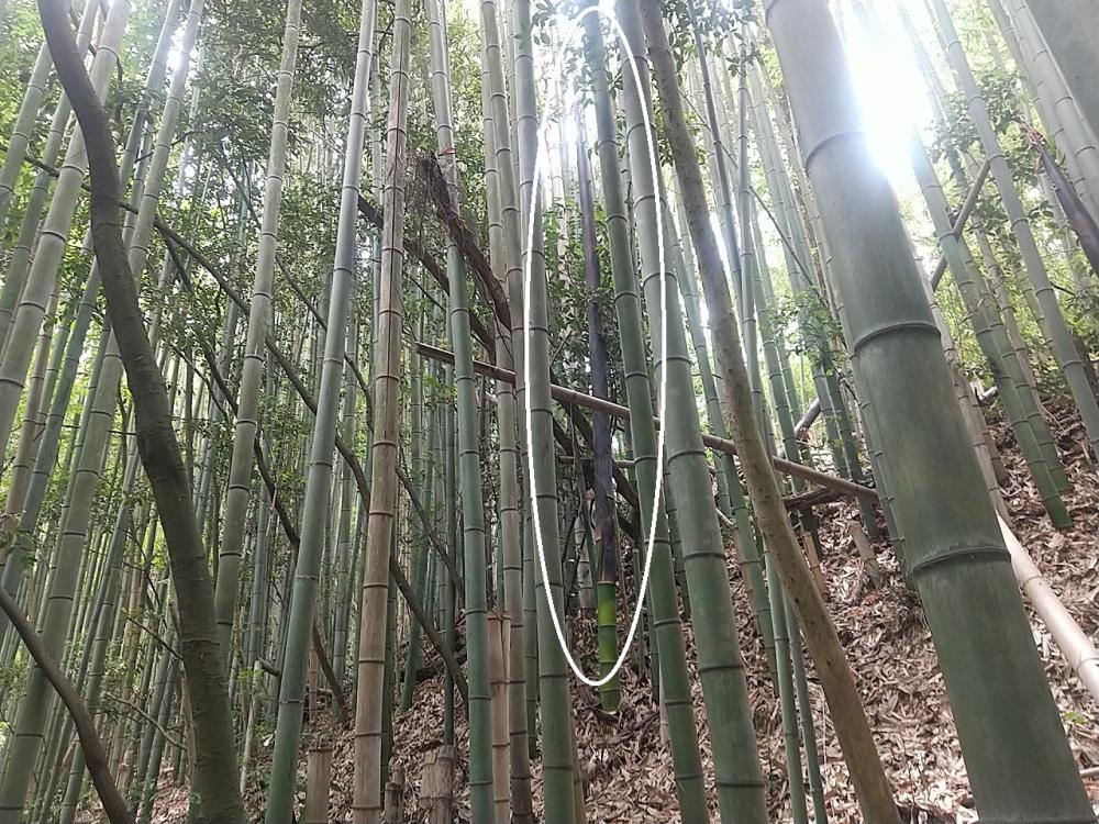若タケノコ