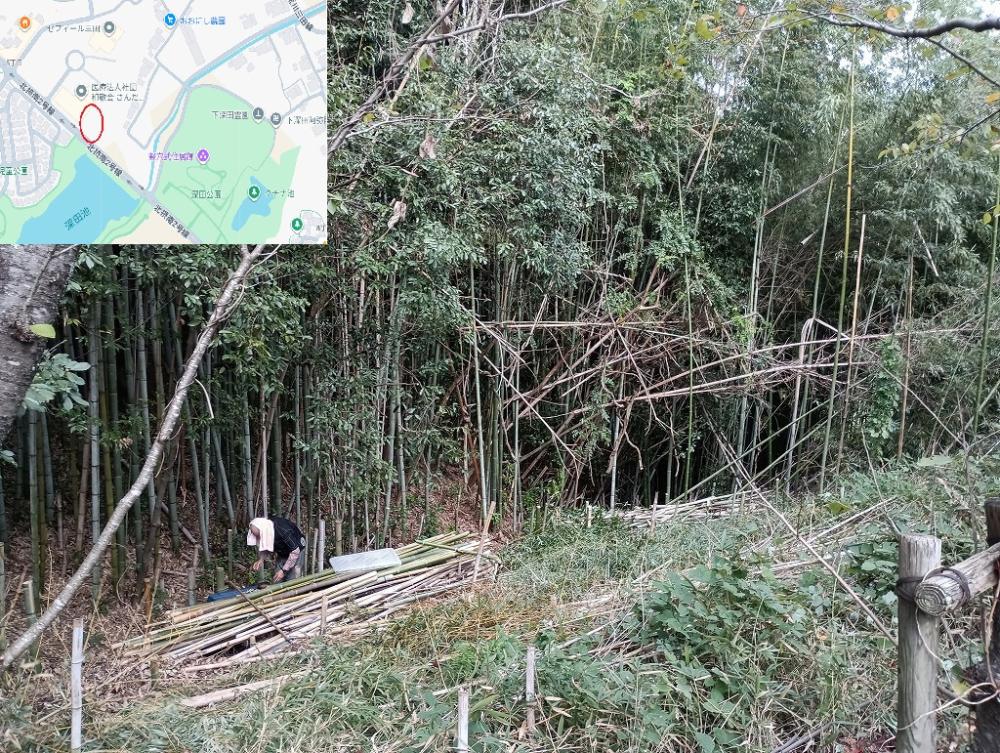 竹林伐採
