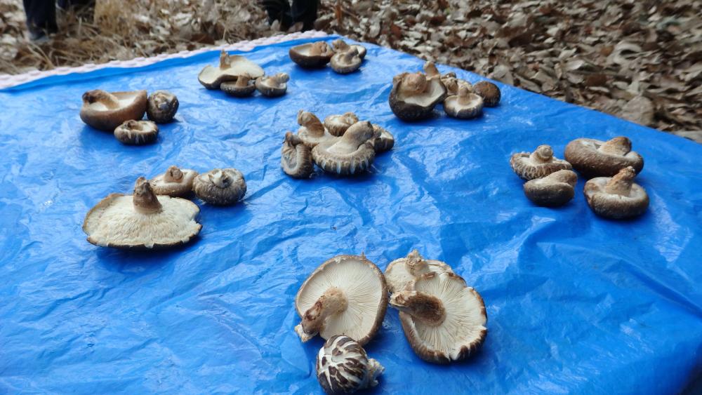 P1200009_copy_4037x2271