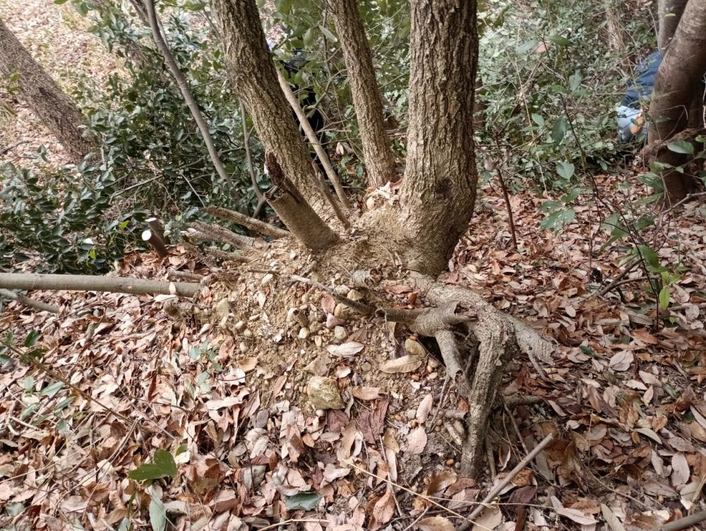 m-IMG_20260203_104419_1