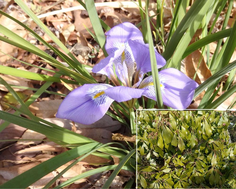 カンサキアヤメ