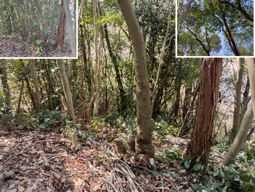 アラカシの伐採