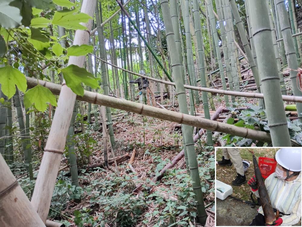 タケノコ