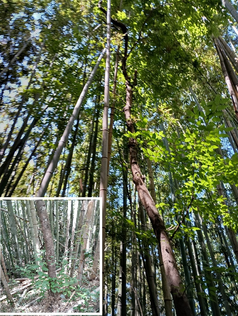 ウワズミザクラ