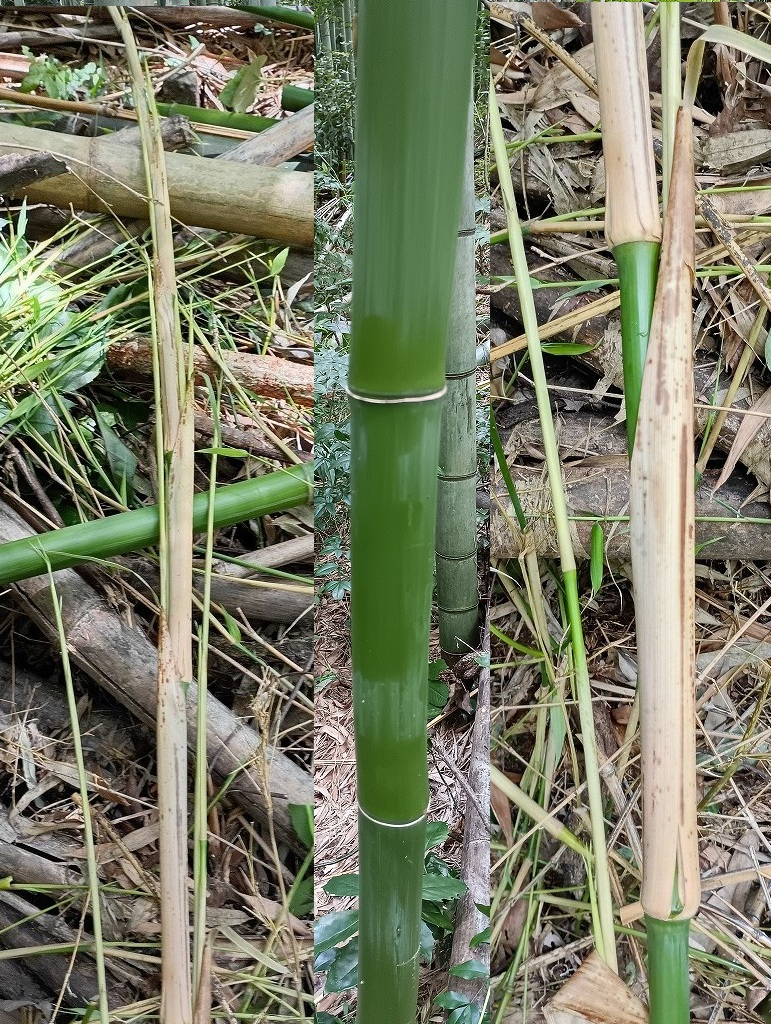 若竹