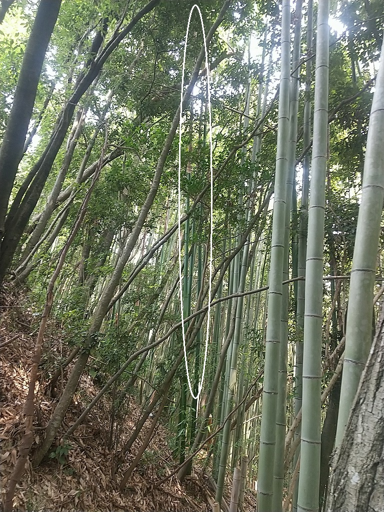 若竹３本