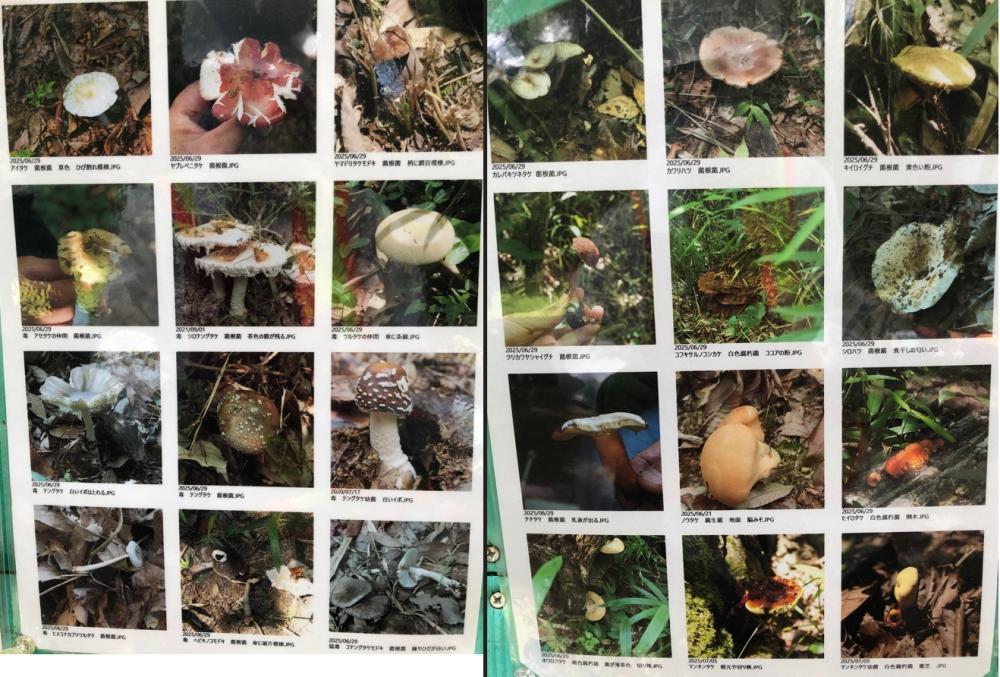 キノコ写真